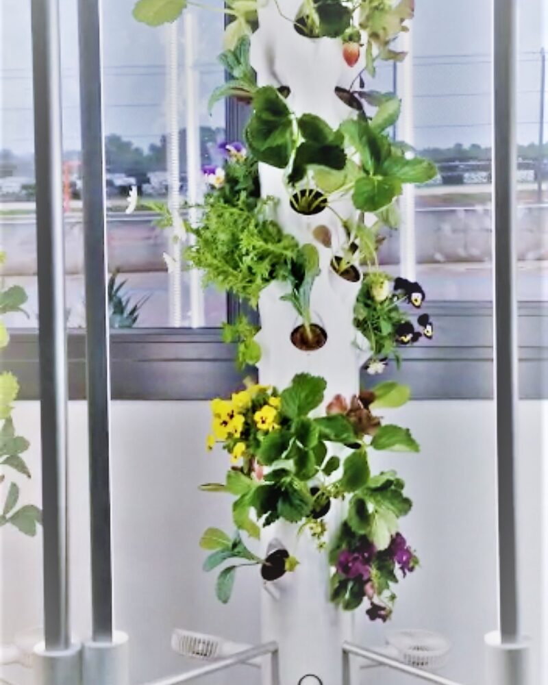 INDOOR HYDROPONIC TOWERS